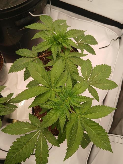 Super Sativa Seed Club Soil Version. Week 3