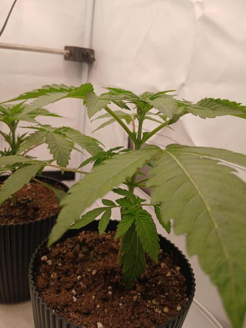 Super Sativa Seed Club Soil Version. Week 3