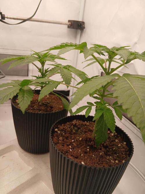 Super Sativa Seed Club Soil Version. Week 3