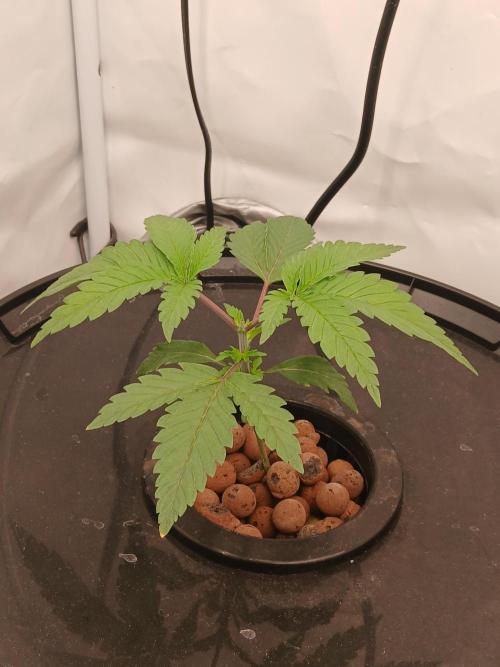 Super Sativa Seed Club DWC Version. Week 3