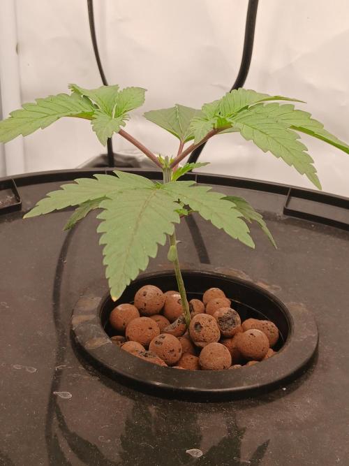 Super Sativa Seed Club DWC Version. Week 3