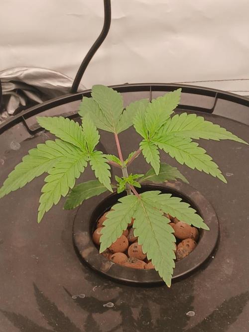 Super Sativa Seed Club DWC Version. Week 3