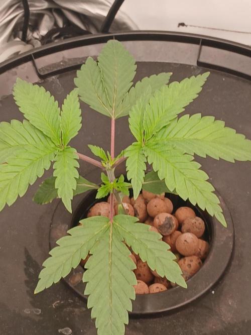 Super Sativa Seed Club DWC Version. Week 3