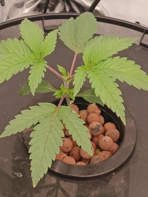 Super Sativa Seed Club DWC Version. Week 3