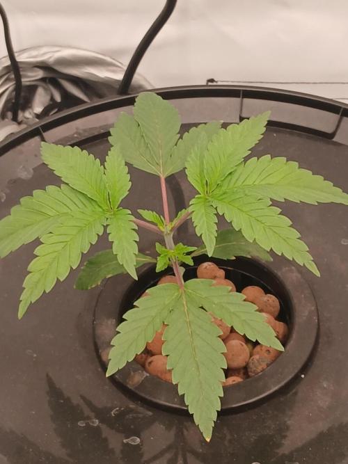 Super Sativa Seed Club DWC Version. Week 3