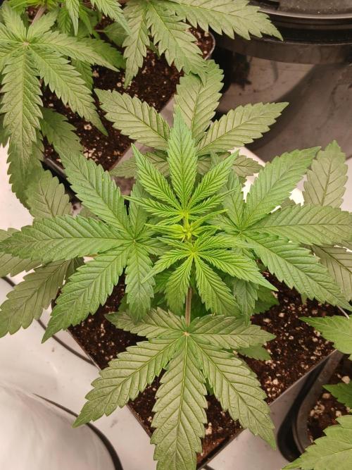 Ghost Train Og. Week 4