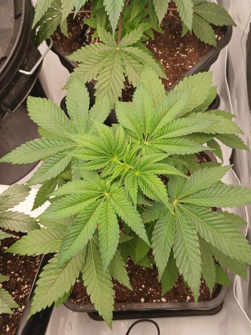 Super Sativa Seed Club Soil Version. Week 4