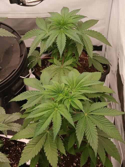 Super Sativa Seed Club Soil Version. Week 4