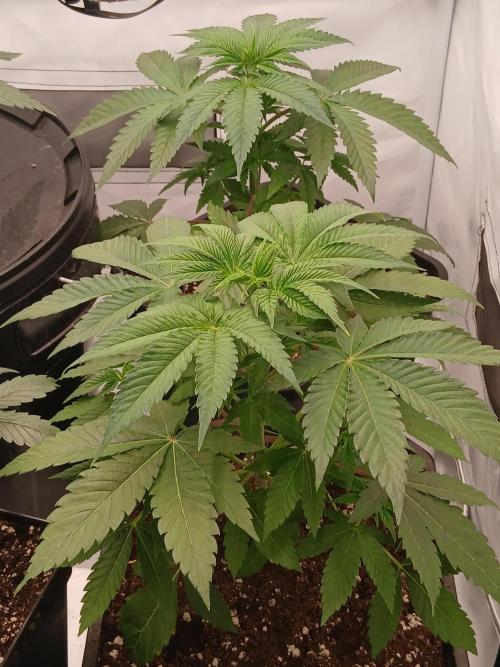 Super Sativa Seed Club Soil Version. Week 4