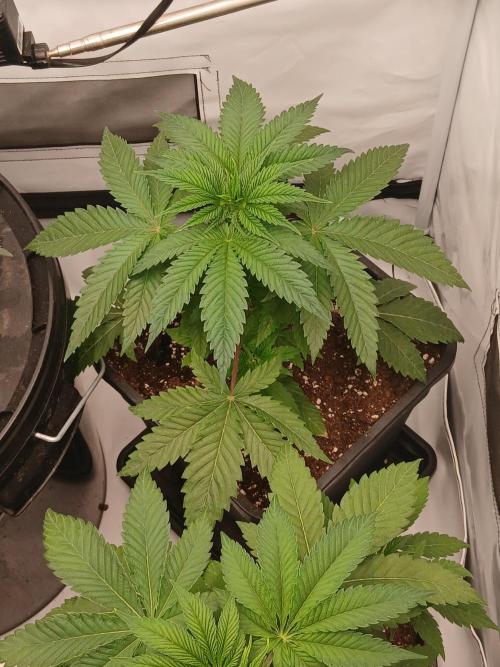 Super Sativa Seed Club Soil Version. Week 4