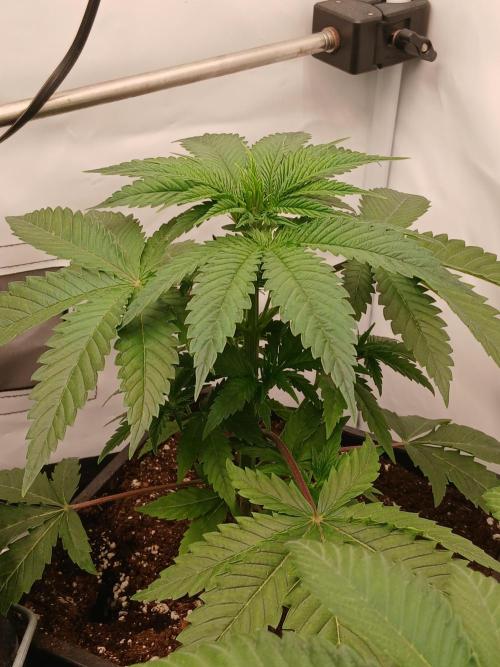 Super Sativa Seed Club Soil Version. Week 4