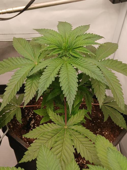Super Sativa Seed Club Soil Version. Week 4