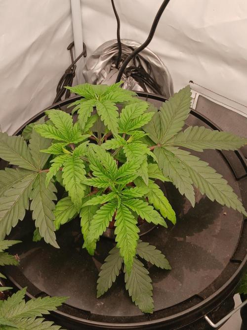 Super Sativa Seed Club DWC Version. Week 4