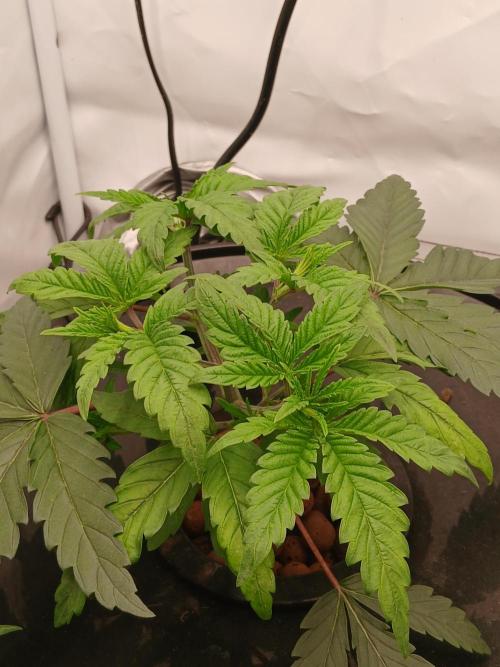 Super Sativa Seed Club DWC Version. Week 4