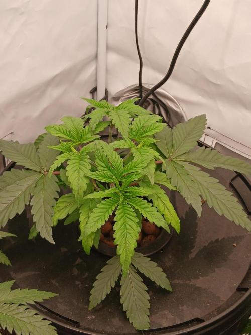 Super Sativa Seed Club DWC Version. Week 4