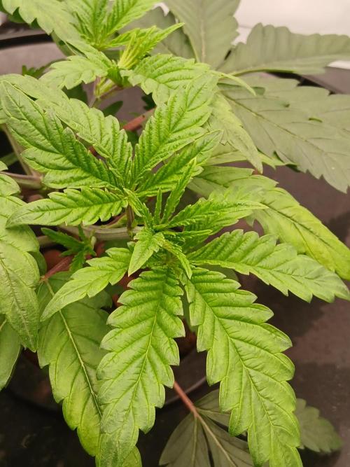 Super Sativa Seed Club DWC Version. Week 4