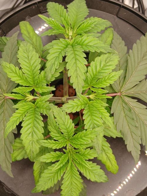 Super Sativa Seed Club DWC Version. Week 4
