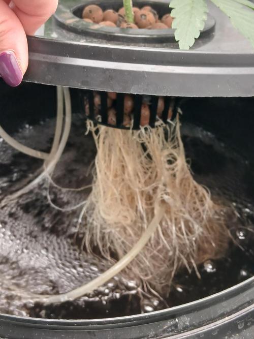Super Sativa Seed Club DWC Version. Week 4