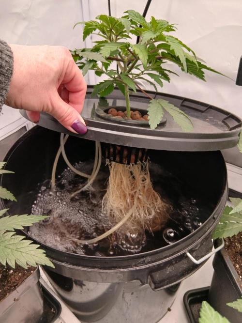 Super Sativa Seed Club DWC Version. Week 4