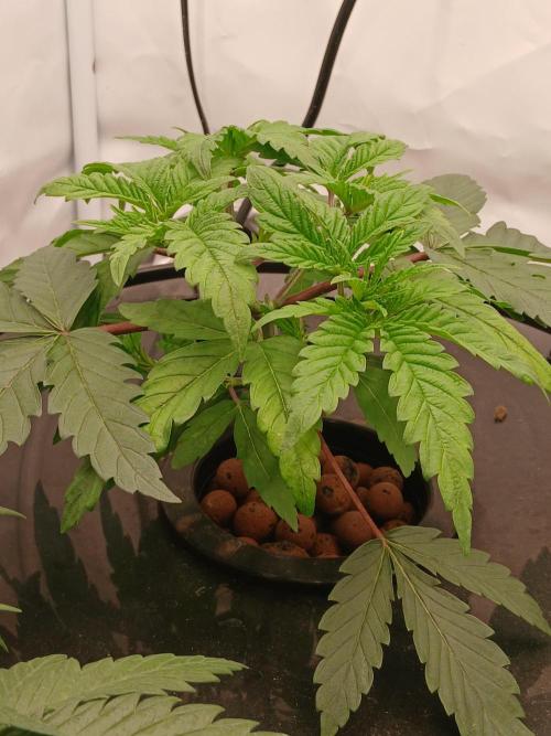 Super Sativa Seed Club DWC Version. Week 4
