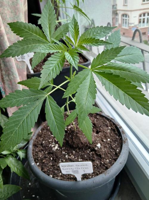 Super Sativa Seed Club Outdoor Version. Week 4