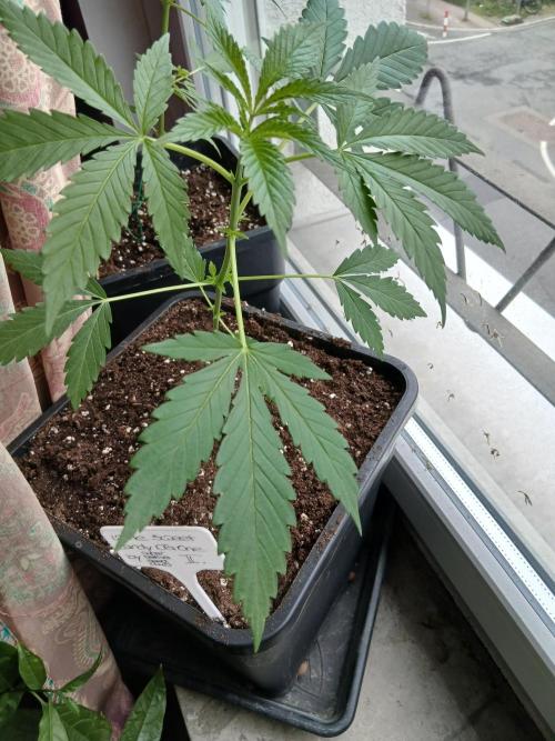 Super Sativa Seed Club Outdoor Version. Week 4