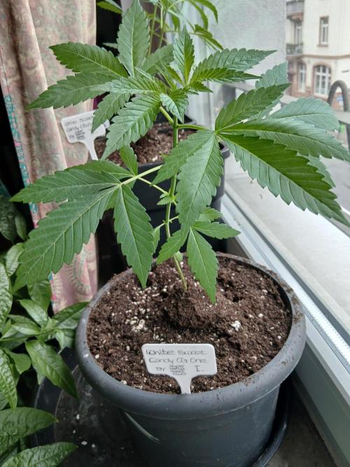 Super Sativa Seed Club Outdoor Version. Week 4