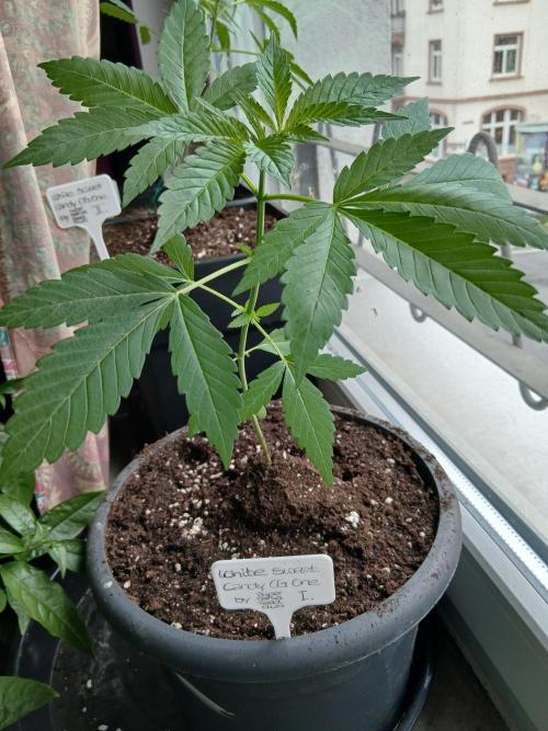 Super Sativa Seed Club Outdoor Version. Week 4