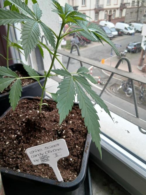 Super Sativa Seed Club Outdoor Version. Week 4