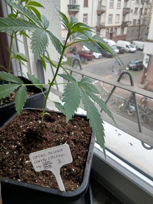 Super Sativa Seed Club Outdoor Version. Week 4