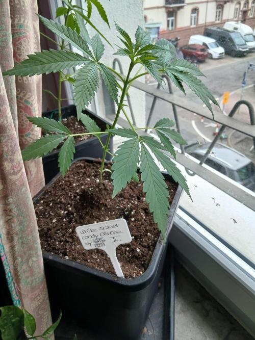 Super Sativa Seed Club Outdoor Version. Week 4