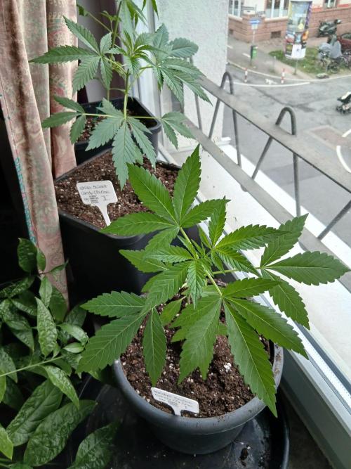 Super Sativa Seed Club Outdoor Version. Week 4