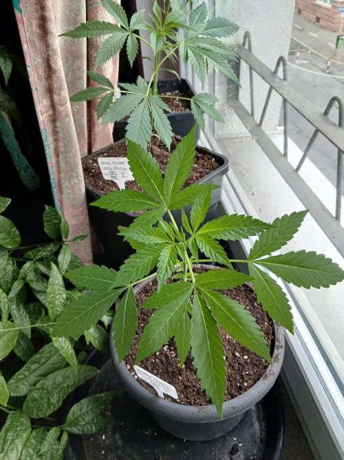 Super Sativa Seed Club Outdoor Version. Week 4