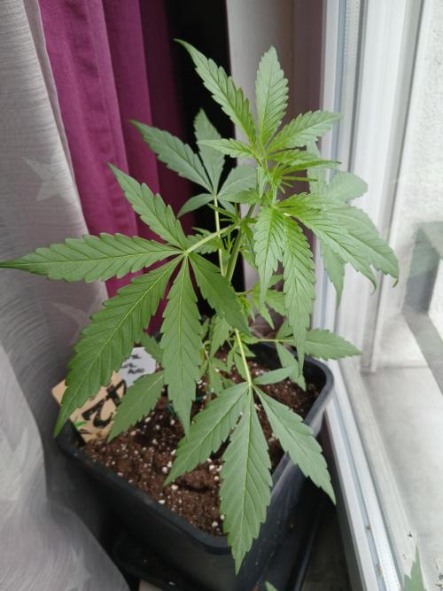 Original Skunk meets Auto. Week 4