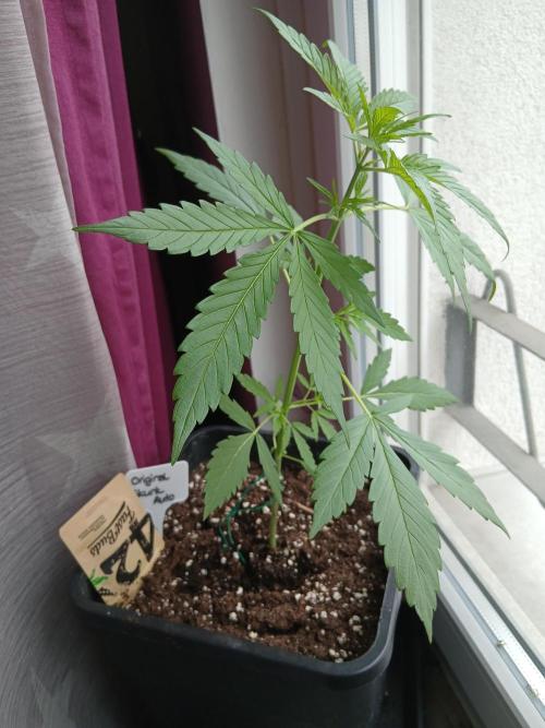 Original Skunk meets Auto. Week 4