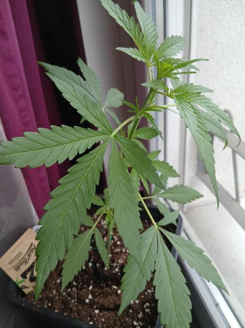 Original Skunk meets Auto. Week 4