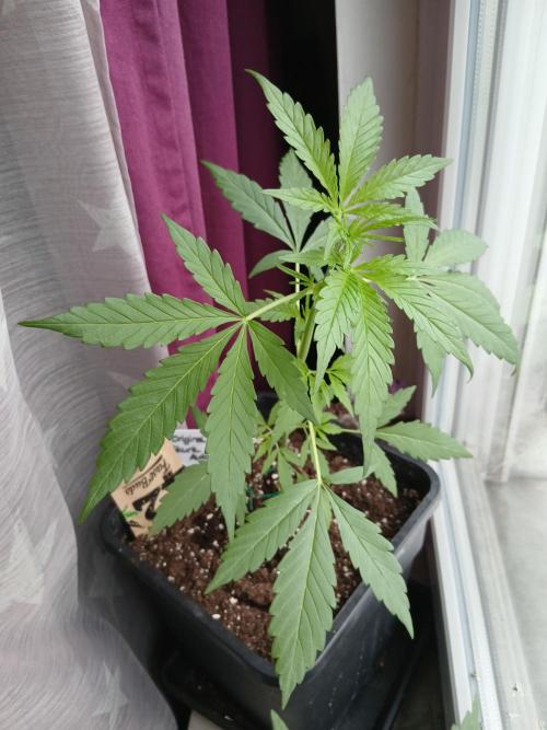 Original Skunk meets Auto. Week 4