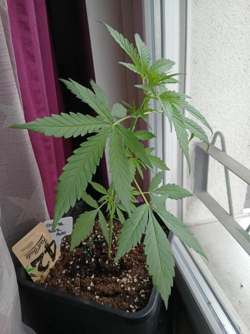 Original Skunk meets Auto. Week 4