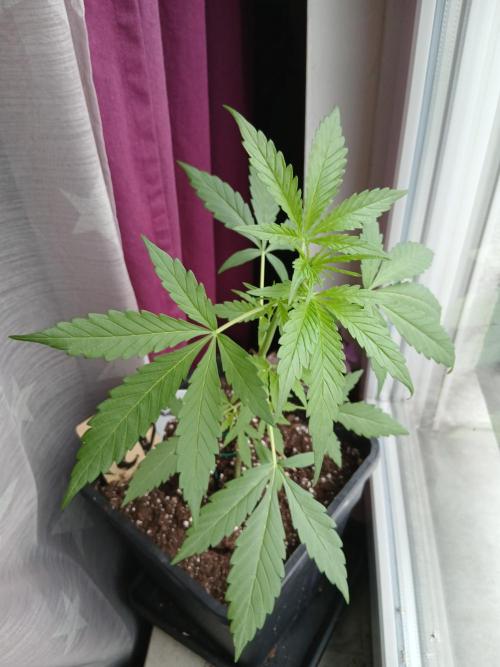 Original Skunk meets Auto. Week 4