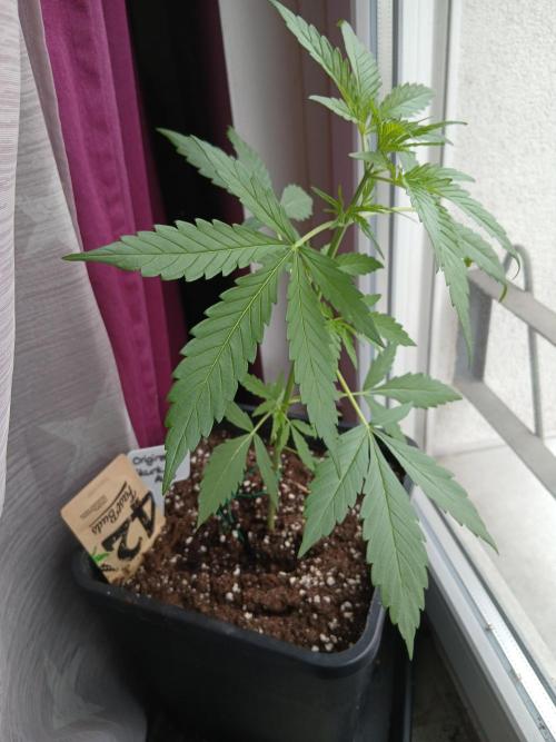 Original Skunk meets Auto. Week 4