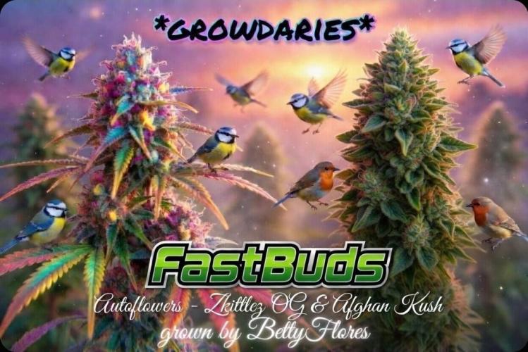 Auto Journey with FastBuds and Barney's. Week 15