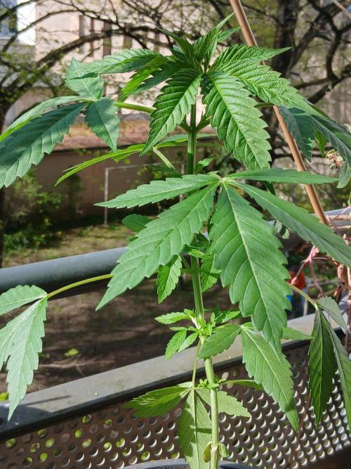 Super Sativa Seed Club Outdoor Version. Week 5
