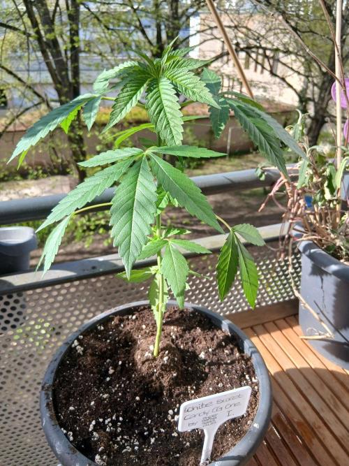 Super Sativa Seed Club Outdoor Version. Week 5