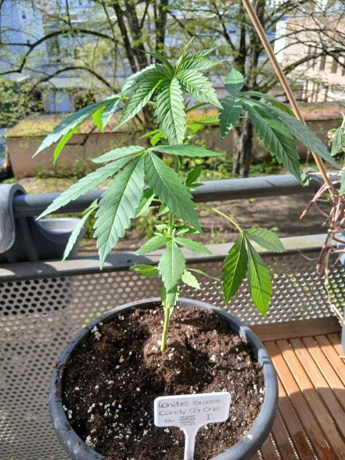 Super Sativa Seed Club Outdoor Version. Week 5