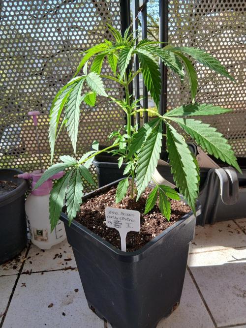 Super Sativa Seed Club Outdoor Version. Week 5