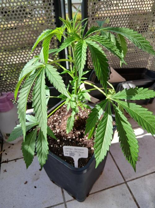 Super Sativa Seed Club Outdoor Version. Week 5