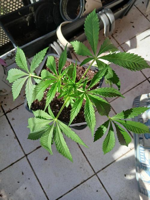 Super Sativa Seed Club Outdoor Version. Week 5