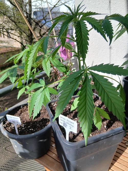 Super Sativa Seed Club Outdoor Version. Week 5