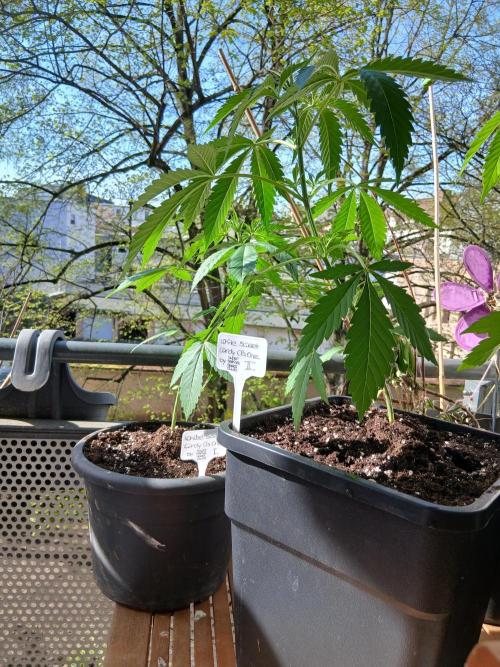 Super Sativa Seed Club Outdoor Version. Week 5