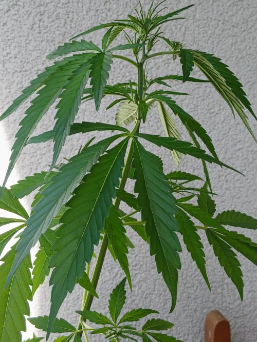 Original Skunk meets Auto. Week 5